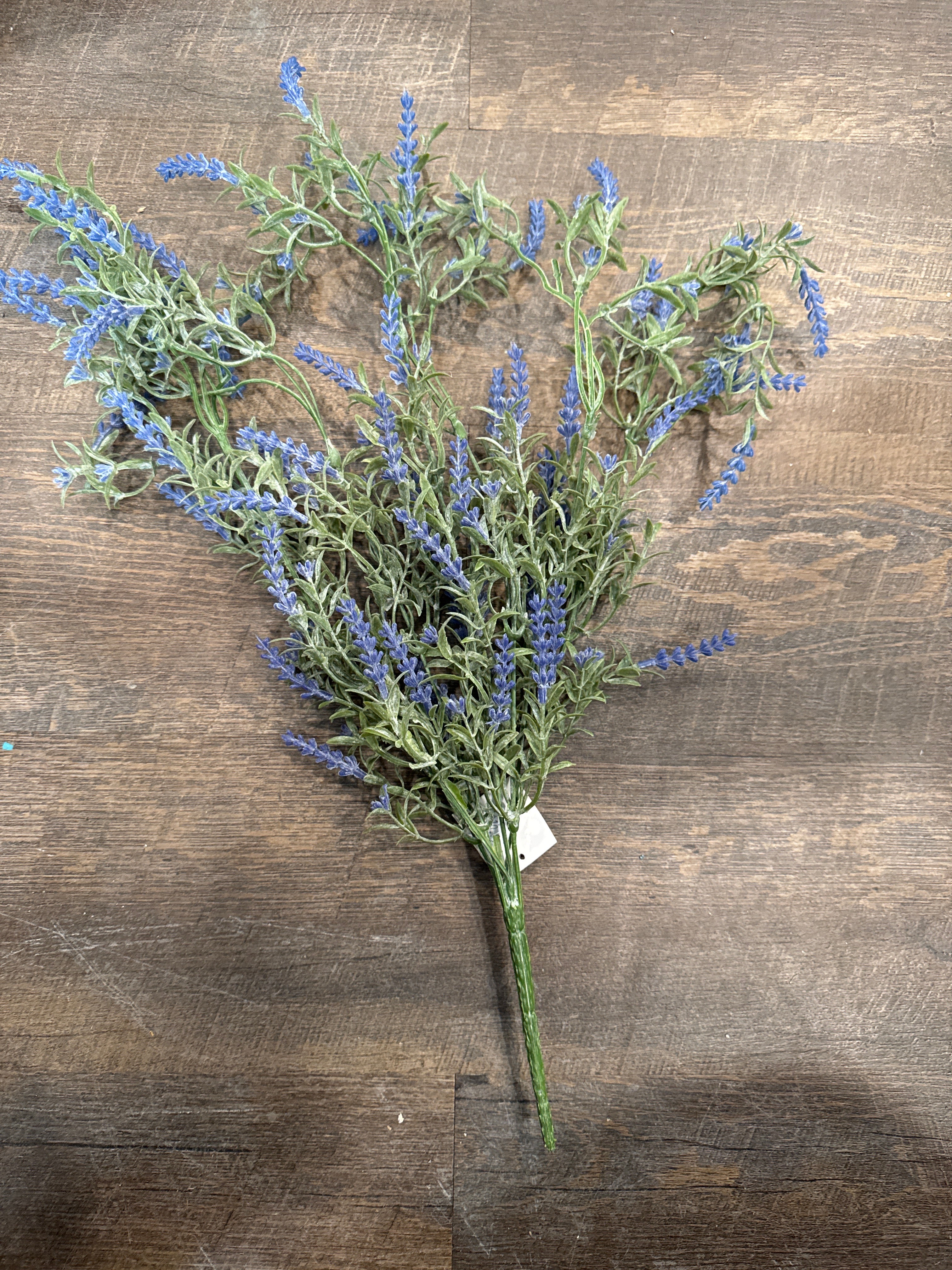 English Lavender Bush