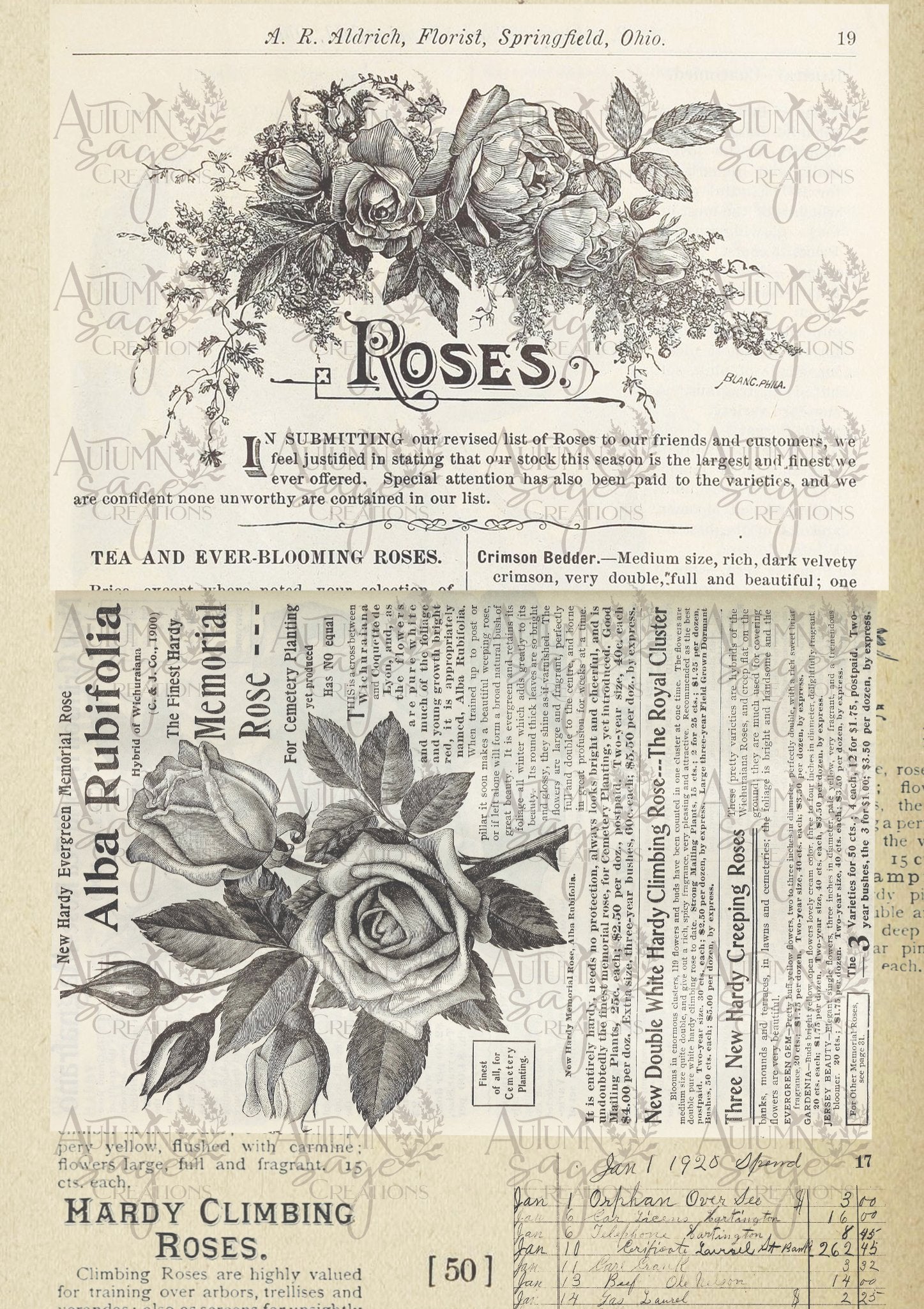 Hardy Roses Ephemera - 1