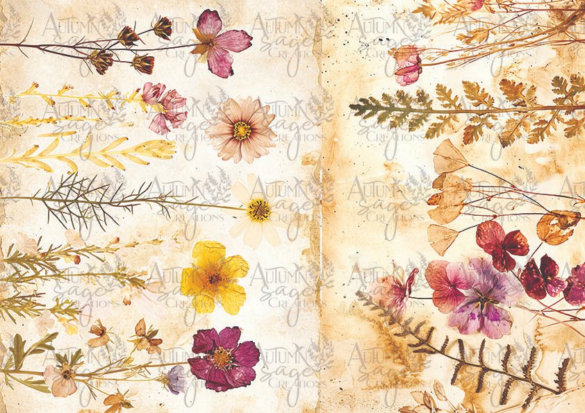 Pressed Petals - 1