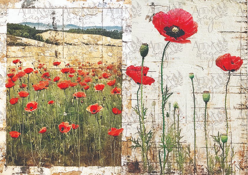 Wild Poppies - 1