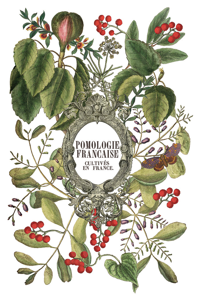 Clementine 8x12 IOD Transfer