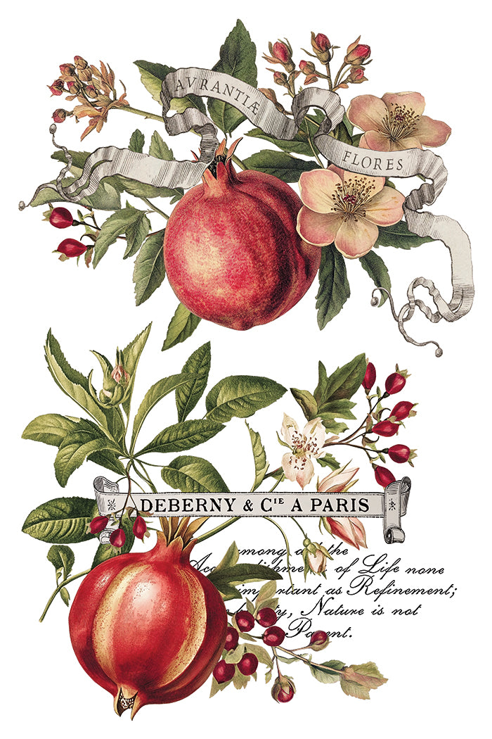 Clementine 8x12 IOD Transfer