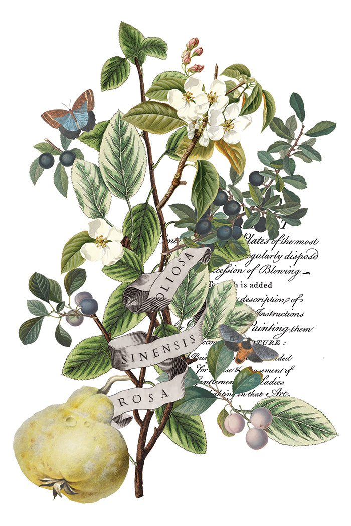 Clementine 8x12 IOD Transfer