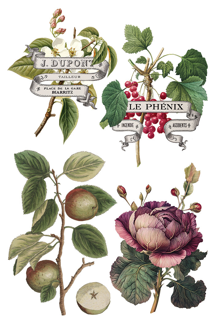 Clementine 8x12 IOD Transfer