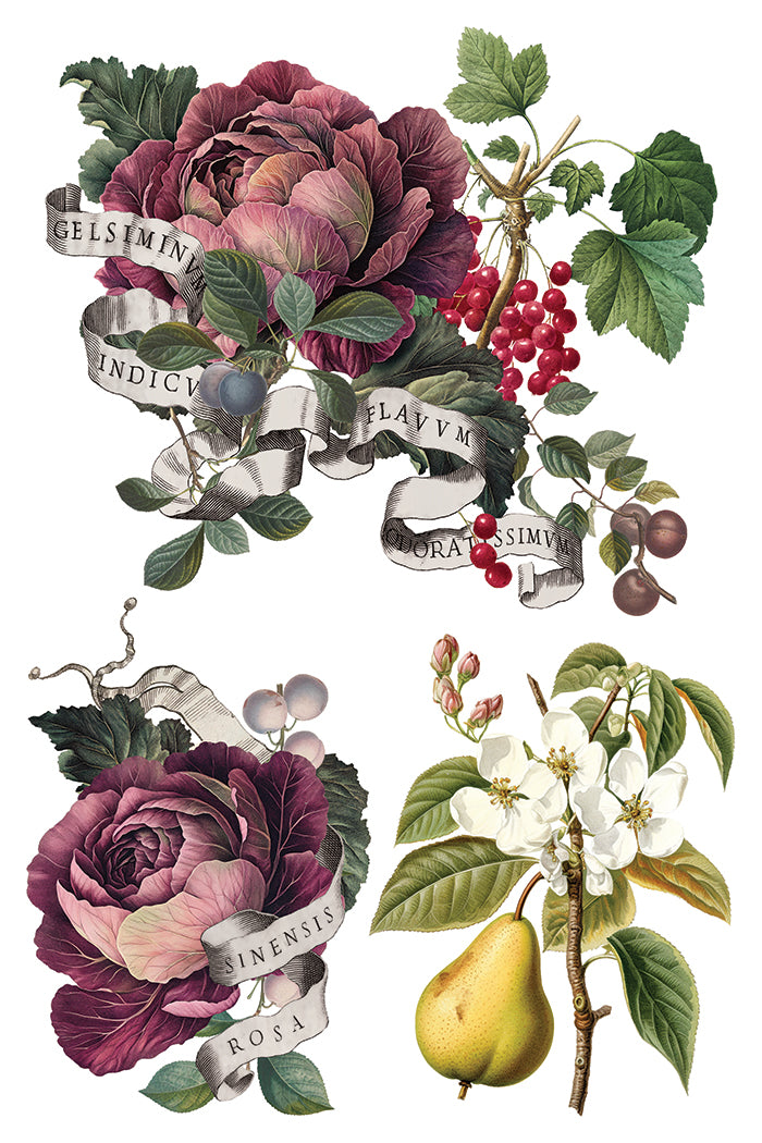 Clementine 8x12 IOD Transfer