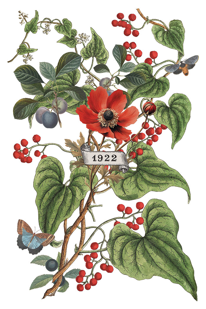 Clementine 8x12 IOD Transfer