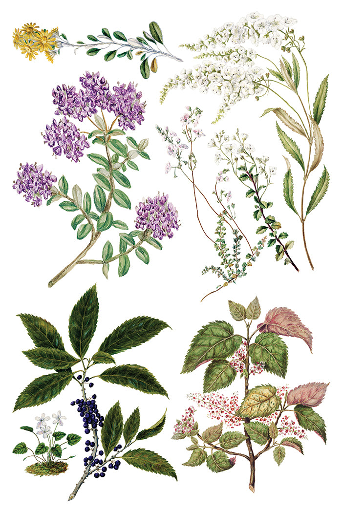 Sarah Featon's Botanicals  8x12 IOD Transfer Pad