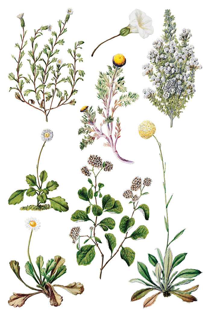 Sarah Featon's Botanicals  8x12 IOD Transfer Pad