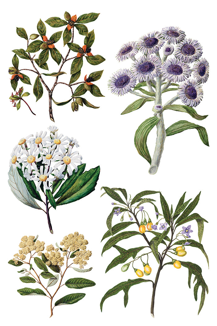 Sarah Featon's Botanicals  8x12 IOD Transfer Pad