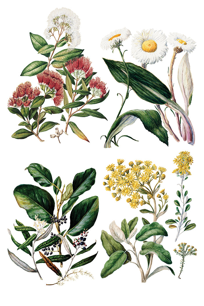 Sarah Featon's Botanicals  8x12 IOD Transfer Pad