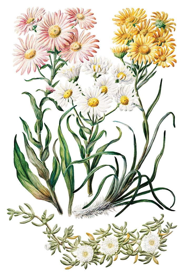 Sarah Featon's Botanicals  8x12 IOD Transfer Pad
