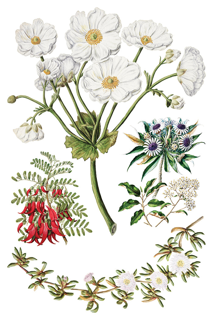 Sarah Featon's Botanicals  8x12 IOD Transfer Pad