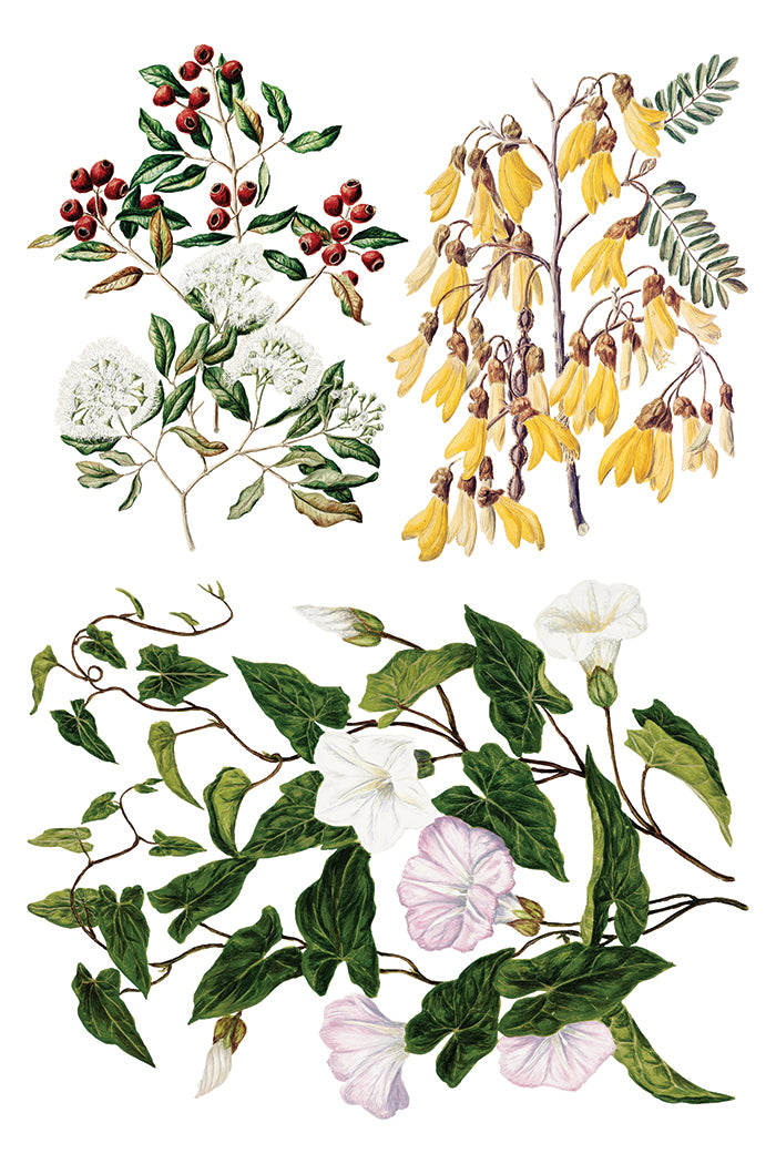 Sarah Featon's Botanicals  8x12 IOD Transfer Pad