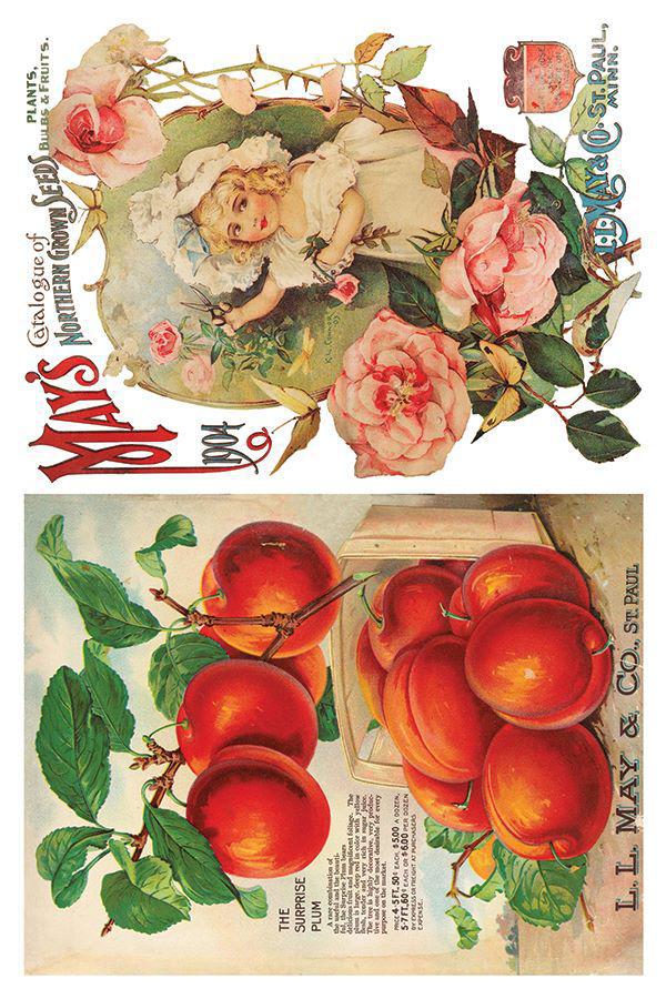 Seed Catalogue 8x12 IOD Transfer