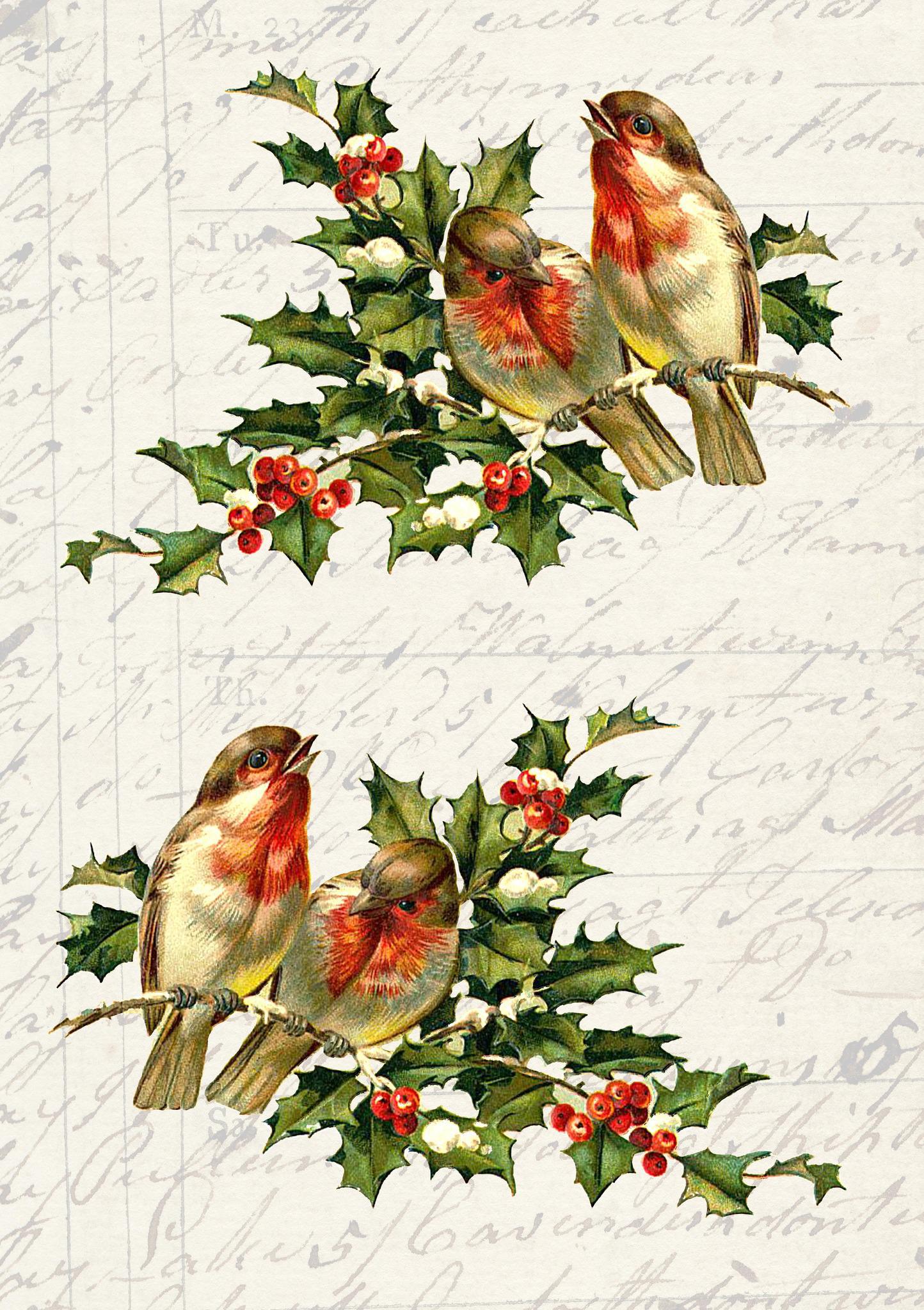 Birds on Holly Branch| JRV A4 Rice Paper