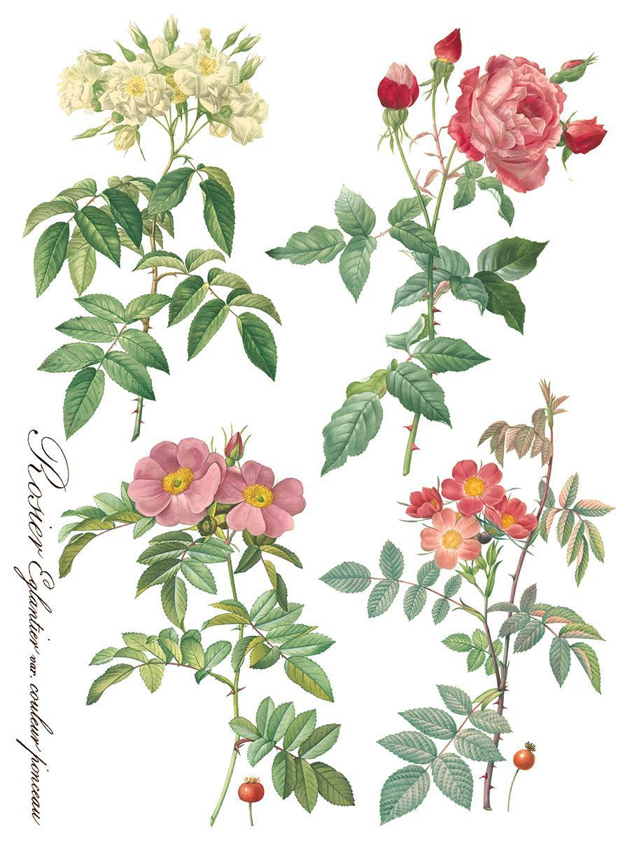 Rose Botanical 12x16 IOD Transfer 8 Pg Pad