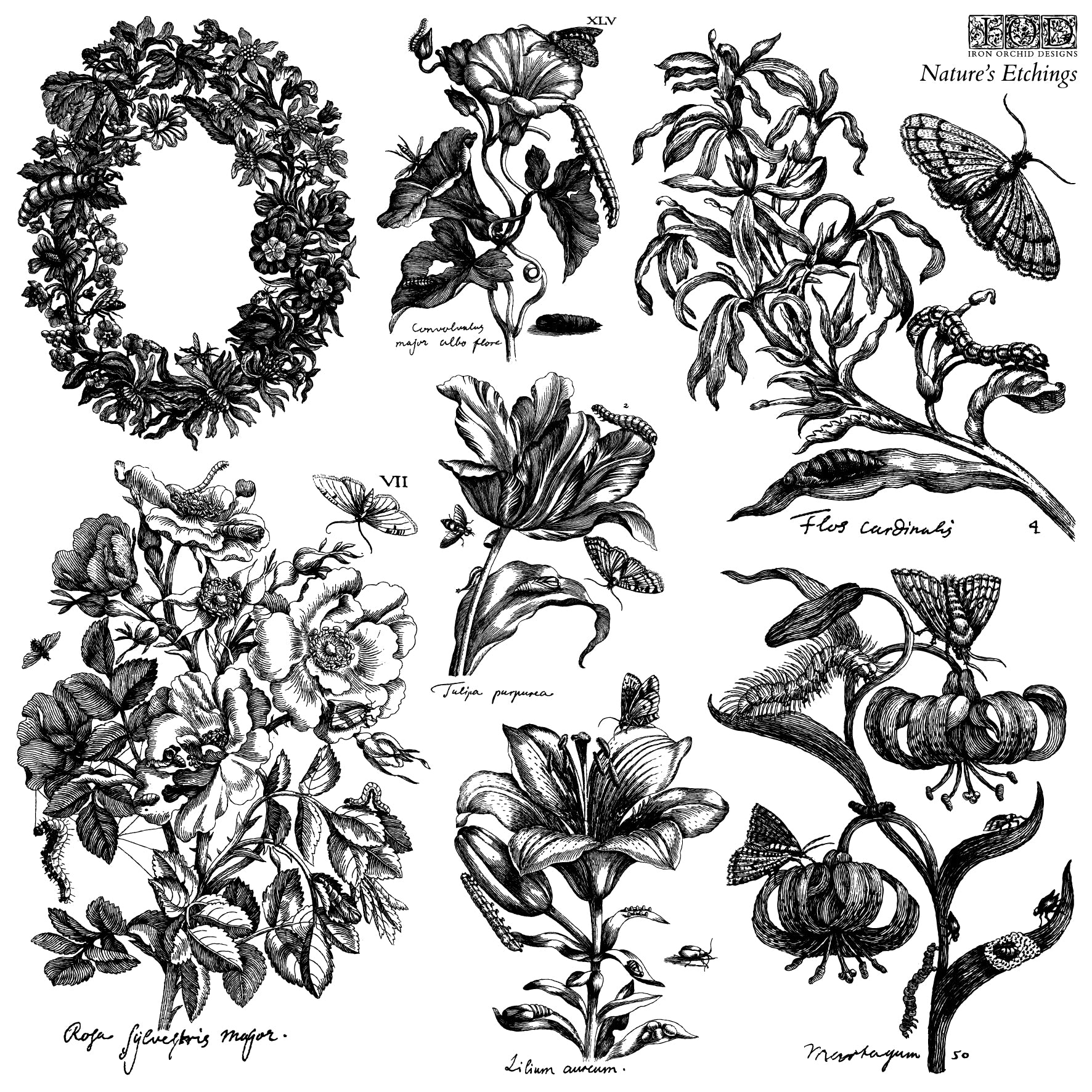 Nature’s Etchings | IOD Stamp | 12"x12" Double Sheet with Masks