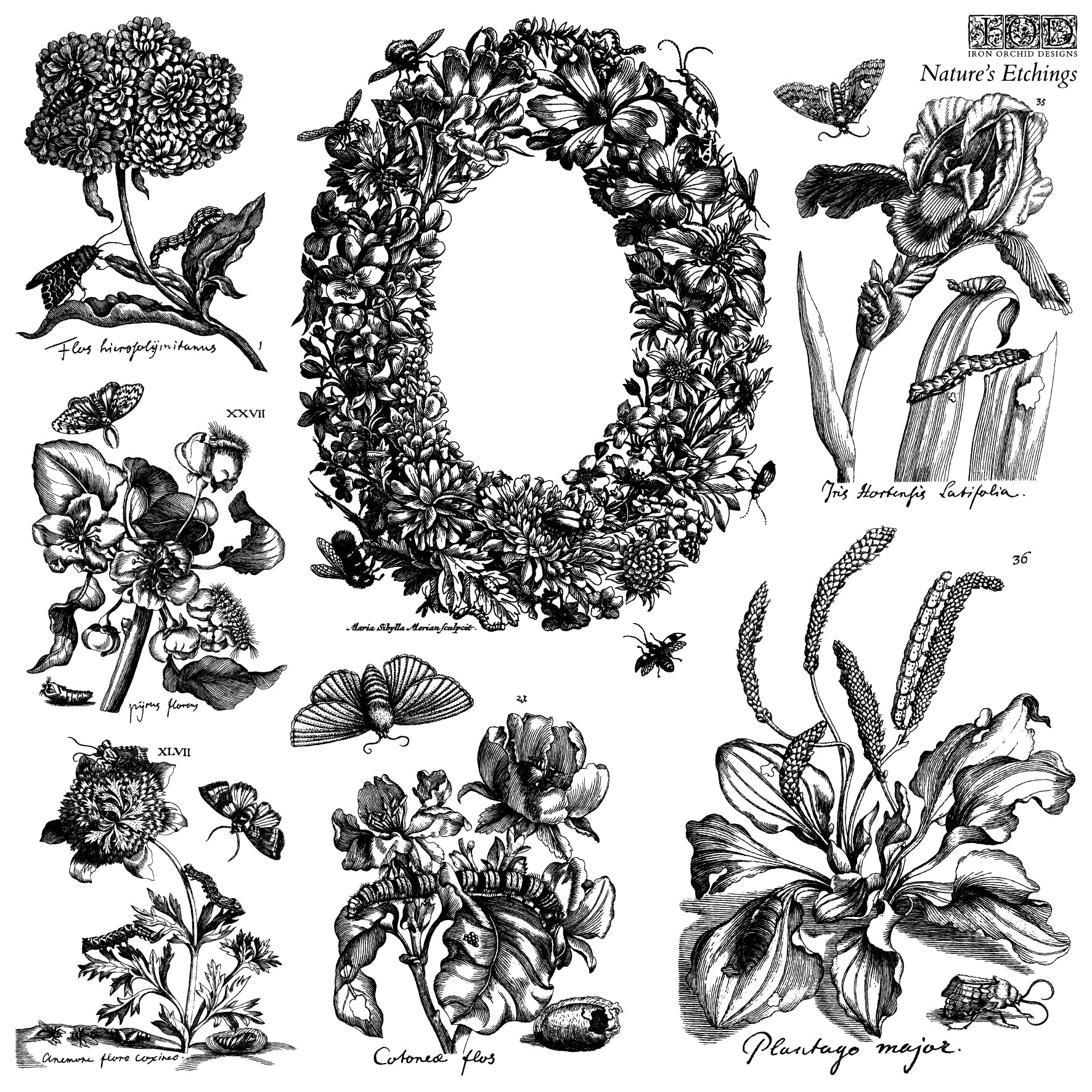 Nature’s Etchings | IOD Stamp | 12"x12" Double Sheet with Masks