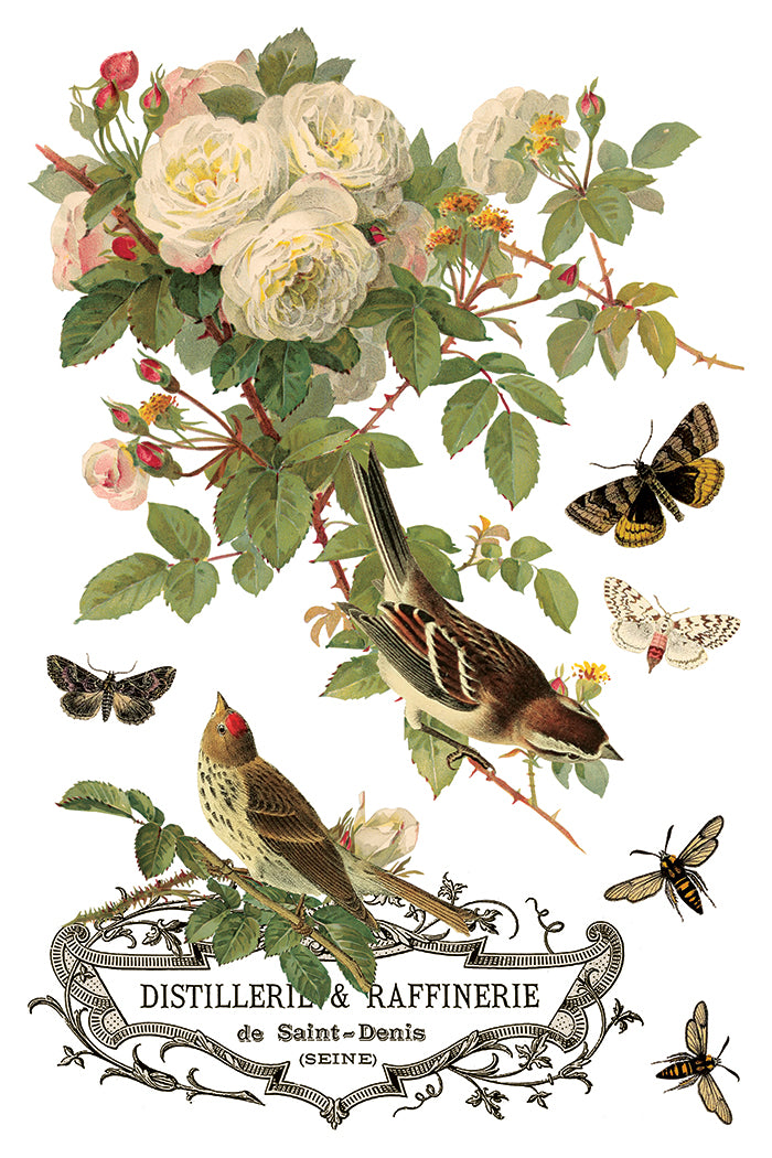 By Any Other Name 8x12 IOD Transfer