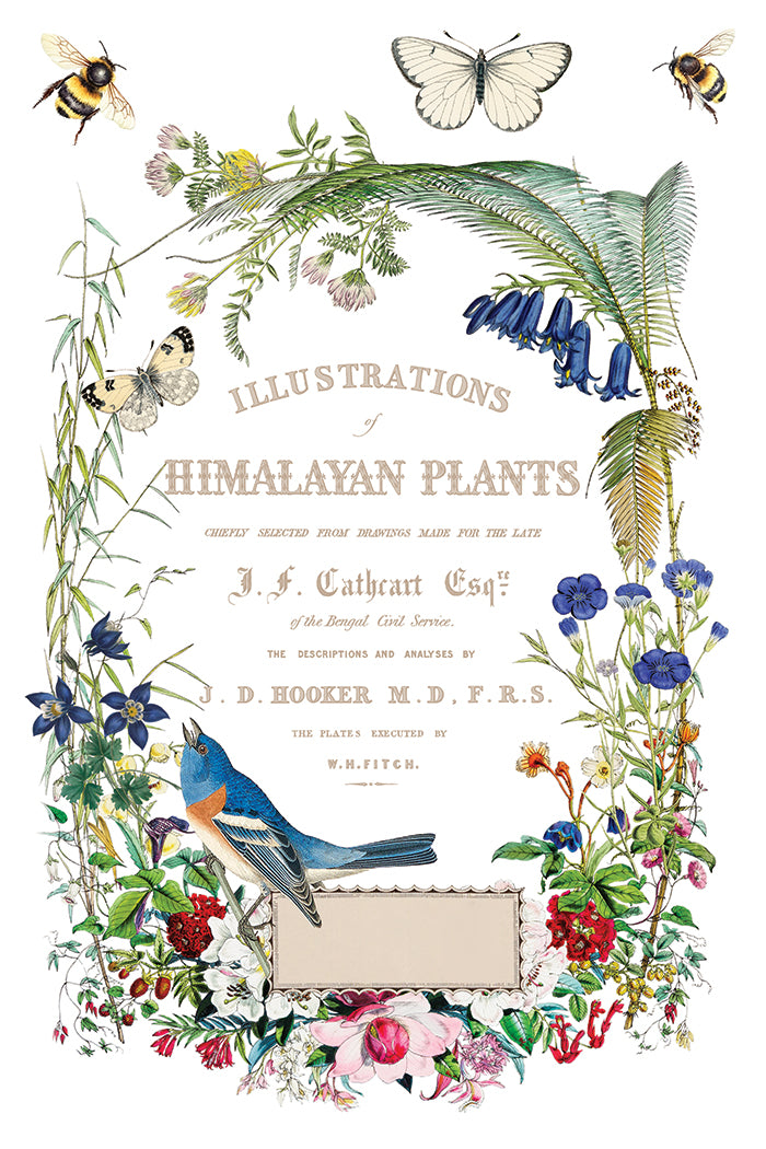 Flora Greca 8x12 IOD Transfer