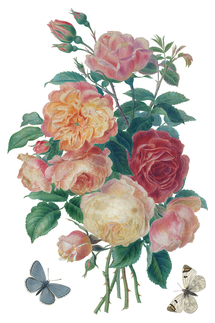 Saint Ouen 8x12 IOD Transfer