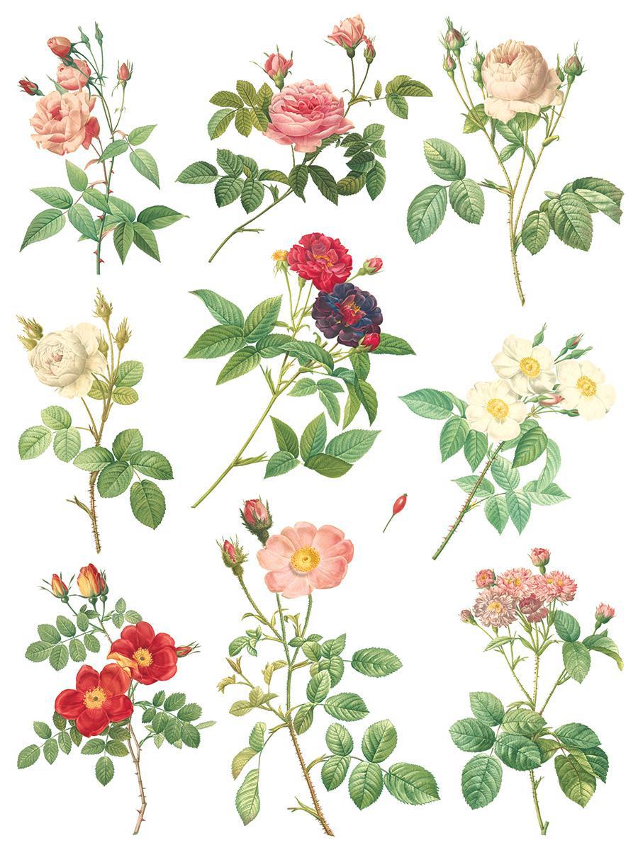 Rose Botanical 12x16 IOD Transfer 8 Pg Pad