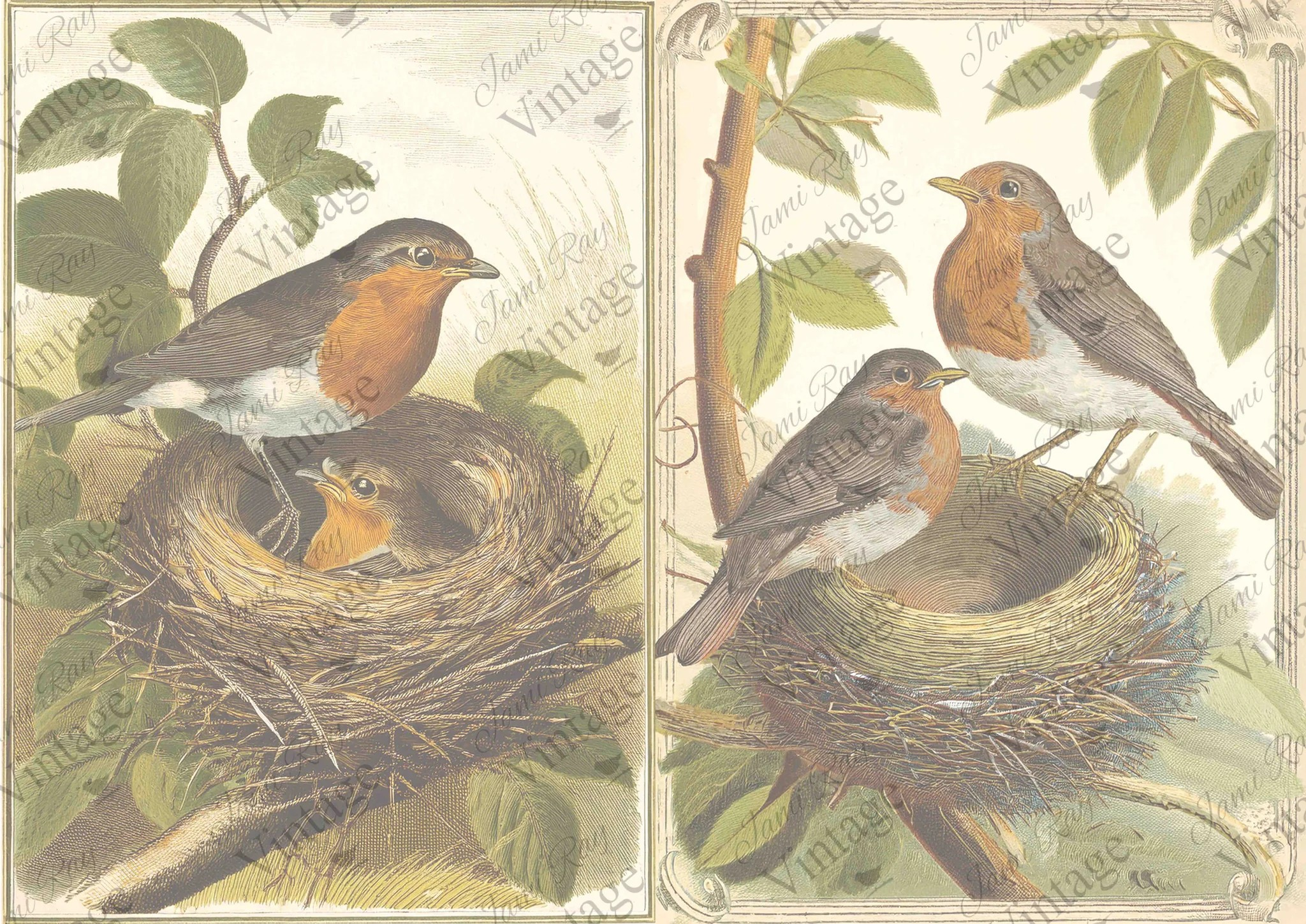 Nesting Robins | JRV A4 Rice Paper - Preorder Due to Shipping Delay