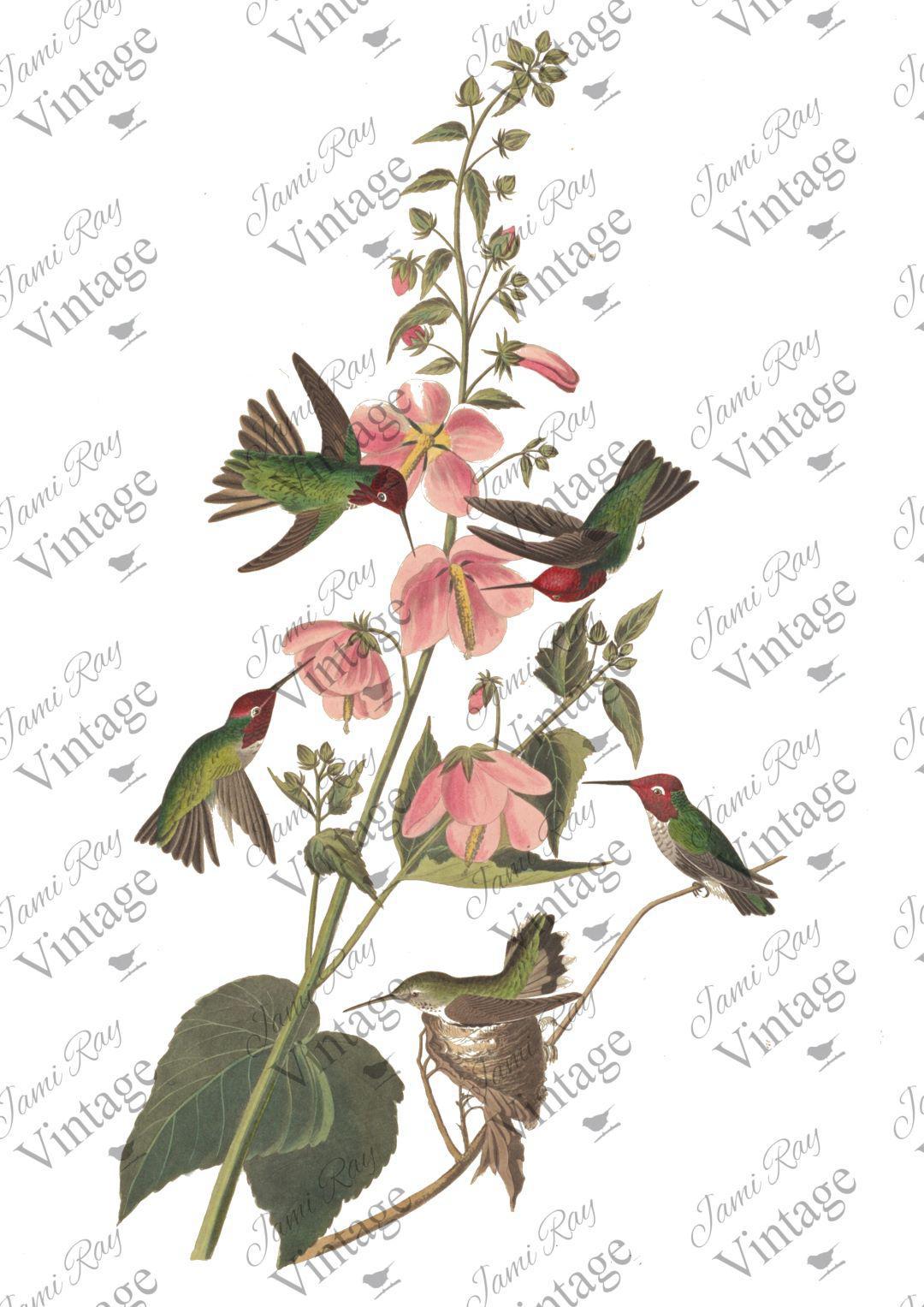 Hummingbird | JRV A4 Rice Paper