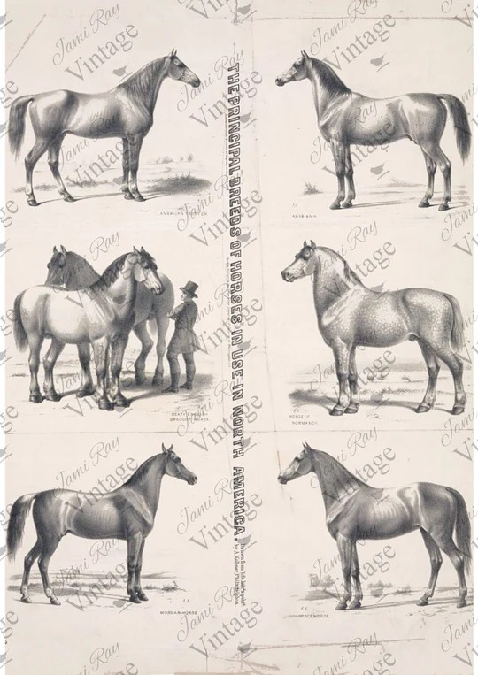 Principal Horses | JRV A4 Rice Paper