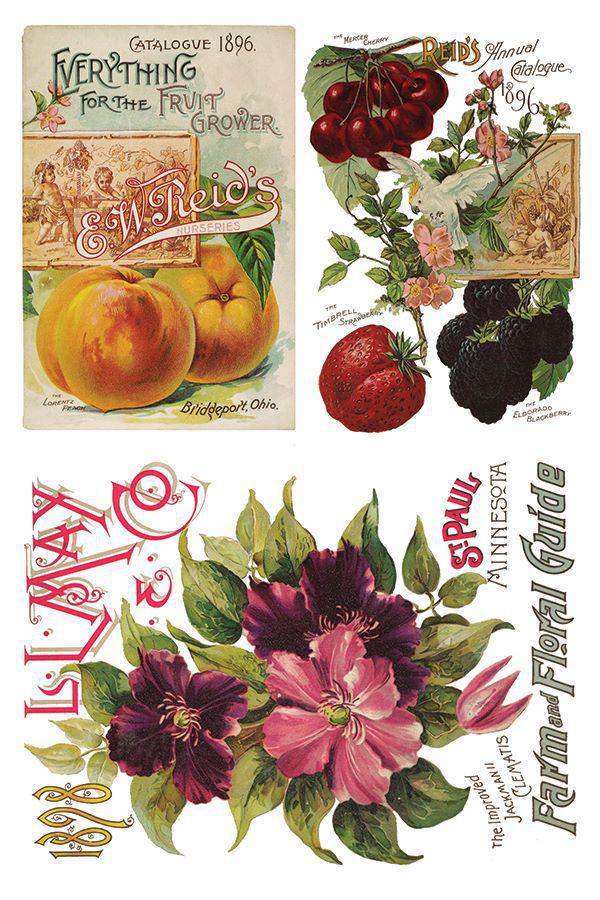 Seed Catalogue 8x12 IOD Transfer