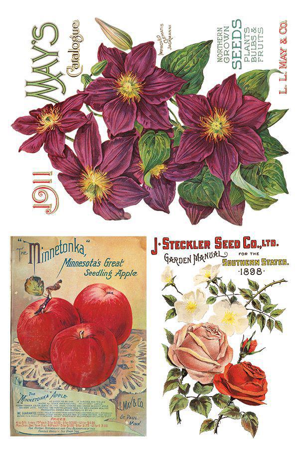 Seed Catalogue 8x12 IOD Transfer